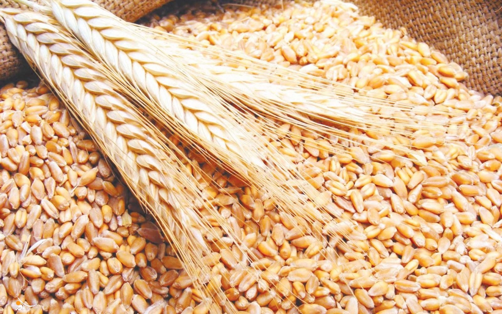 تجارة صلاح الدين ترجح تسويق أكثر من مليون و600 ألف طن من الحنطة