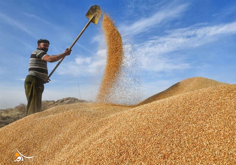 الرقابة التجارية: ضبط 370 طناً من الحنطة والطحين المهرب في ديالى