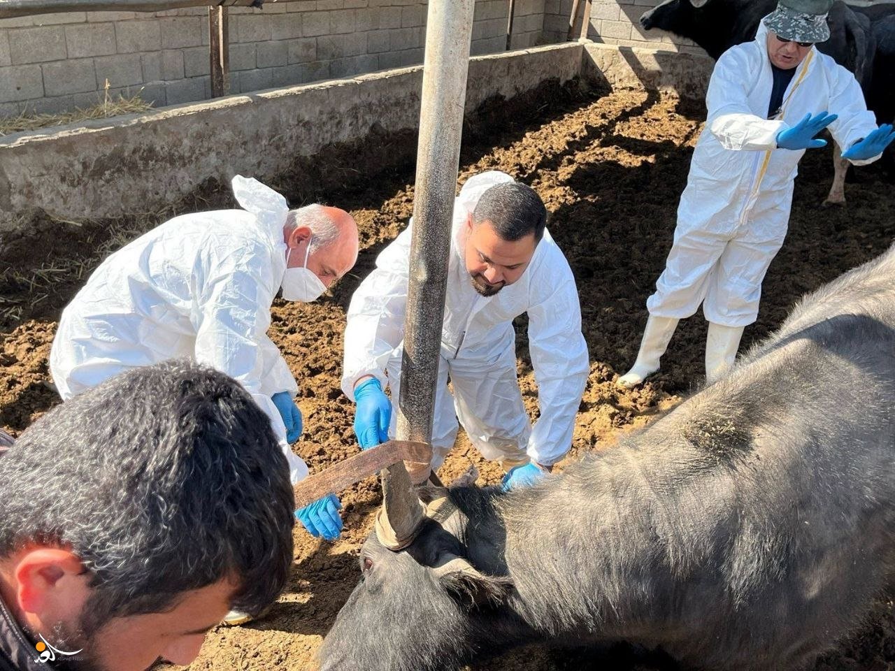 تعاون عراقي بلغاري في مكافحة الأمراض الحيوانية والتصحر